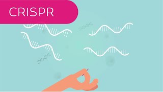 CRISPR in 4 Minuten erklärt [upl. by Pulling]