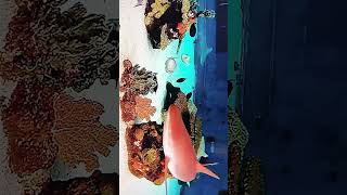 Les reqin poissons aQuarium marrin youtubeshorts [upl. by Fara]