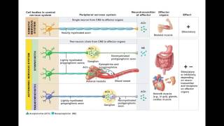 Chapter 146 ANS Neurotransmitters and Receptors BIO201 [upl. by Sido]