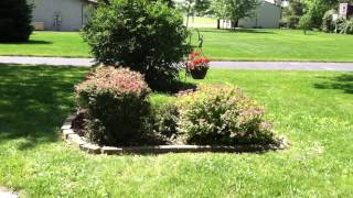 How to trim Barberry and Yew bushes [upl. by Gold870]