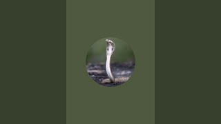 Snake catcher is live [upl. by Alhsa]