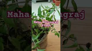 Maha Bhringraj plantnature Garden love Gardening with Sunita Vlogs youtubeshorts [upl. by Hultgren449]