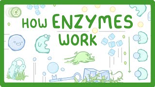 GCSE Biology  What are Enzymes [upl. by Nel395]