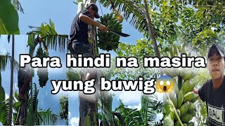 Harvest ng saging SabahMay pangbili na rin ng ulamfarmingadventure fruit banana [upl. by Herminia]