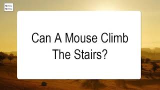 Can A Mouse Climb The Stairs [upl. by Anastase]