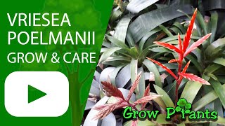 Vriesea poelmanii  grow amp care Houseplant bromeliads [upl. by Elik119]