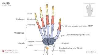 Anatomy of the Upper Limb Osteology of Hand and Wrist Joint [upl. by Eenrahc956]