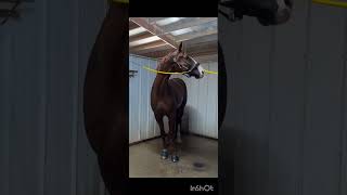 funny horse clips spocky [upl. by Carley]