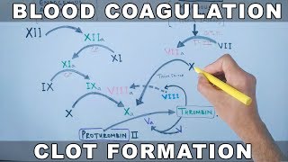 Coagulation Cascade  Intrinsic and Extrinsic Pathway [upl. by Trilbi]