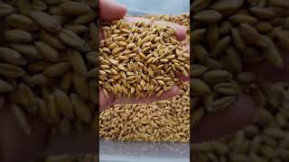 All About Spelt  A Wonderful Ancient Grain [upl. by Kitty]