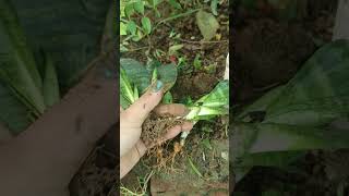 Sanseveria  growing with leaf  snake plant  viral video [upl. by Janus]