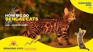 The Truth About Bengal Cat Size  What Size Do Bengal Cats Grow To [upl. by Kciregor]