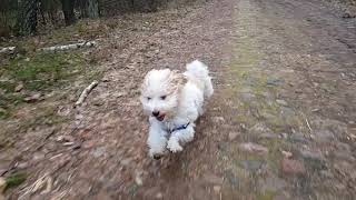 Havanese dog running [upl. by Barb]