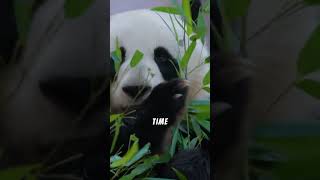 Pandas Natures Funniest [upl. by Arluene]