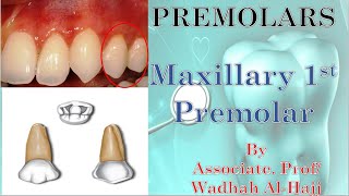 10 Premolars  Maxillary 1st premolars Dr Wadhah Dental Anatomy lectures د وضاح الحاج [upl. by Iolenta753]