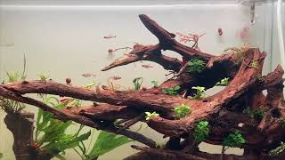 Corydoras tank atmosphere corydoras aquarium [upl. by End54]