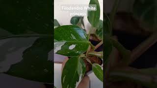 Filodendro White princess plantas plants filodendro plantasdecoleccion [upl. by Alidus]