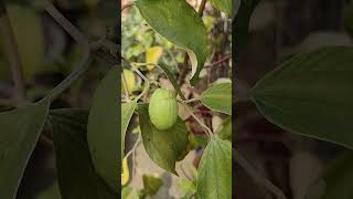 My Terrace garden fruit plant gardening youtubeshorts subscribe plz [upl. by Heywood653]