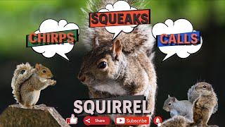 Squirrel 🐿 sound  squirrel noises sound  loud squirrel 🐿 chirping sound  grey squirrel call [upl. by Iarised]