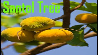 Santol Tree By Tipsandinfotube [upl. by Nitsirhc]