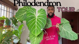 The Philodendron tour that will leave you shooketh [upl. by Jessee]