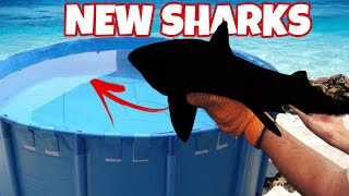 UNBOXING AND ACCLIMATING BABY SHARKS  WHICH SHARKS DID WE GET [upl. by Akeinahs79]