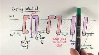 A2 Biology  Resting potential and action potential OCR A Chapter 134 [upl. by Colwell]