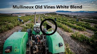 Video Tasting Note Mullineux Old Vines White [upl. by Yklam725]