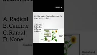 Types of leaves  Radical cauline and ramal  Angiosperms  Biology biology neetmcq cee shorts [upl. by Cosetta446]