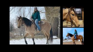 Buckskin Quarter Horse Mare For Sale Ranch Roping Cutting Mountain riding Town riding [upl. by Kepner]