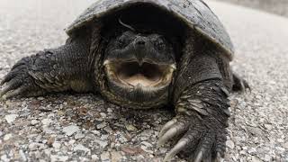 Common Snapping Turtle The Fierce Freshwater Survivor [upl. by Thgirw]