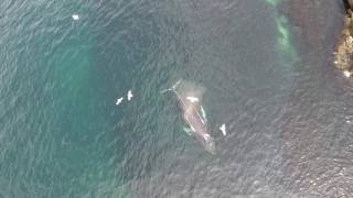 Humpback Whales at Tors Cove Newfoundland [upl. by Rapsag920]