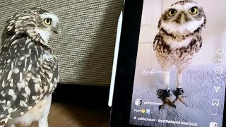 Cute and curious burrowing owl hoots at his own video🦉 [upl. by Aisatnaf]