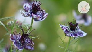 Delft Blue LoveinaMist Growing Flowers from Seed Gardening for Beginners Cut Flower Farm [upl. by Manlove929]