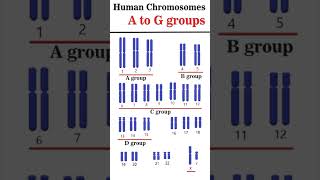 The Human Chromosome Groups AG groups cytogenetics [upl. by Nonad793]