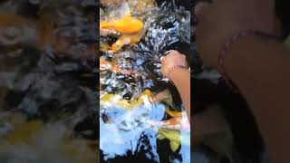 Hand Feeding KOI short shorts [upl. by Idnor]