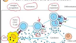 helper T cells CD4 cells [upl. by Ennaitak]