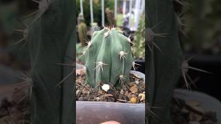 Stenocereus Griseus top cut’s roots start growing after 3 weeks stenocereus cactus cactaceae [upl. by Louie]