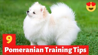 9 Amazing Pomeranian Puppy Training Tips  How to Train your Pomeranian puppy [upl. by Eceeryt]