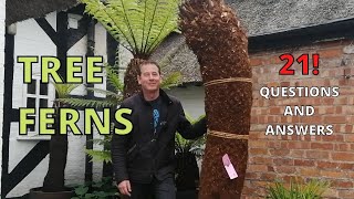 Tree Fern Dicksonia Antarctica care watering feeding planting pruning buying winter care [upl. by Douty]