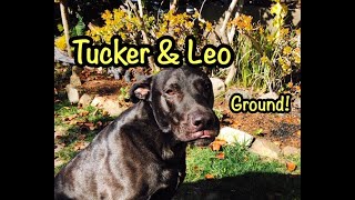 Fun Bedtime Story For Kids  Tucker amp Leo Ground [upl. by Turtle]