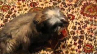 Необычная Дрессировка Щенка ШиТцу Unusual Training a Shih Tzu pappy [upl. by Aile556]