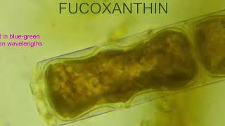 FUCOXANTHIN IN DIATOMS [upl. by Britton]