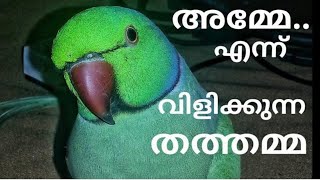 Malayalam Talking Parrot Chikku amp Kuku The Cutest Companion Evertalkingparrotringnecktalking [upl. by Giacamo]