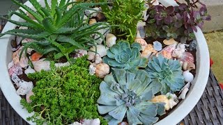 How To Plant Succulents in a Container Garden [upl. by Laaspere]