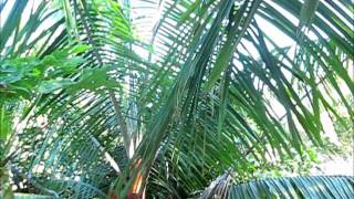 Dypsis leptocheilos with emerging flower [upl. by Seniag861]