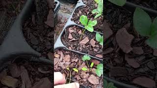 Propagating hellebores Helleborus propagation helleborus [upl. by Alleahcim510]