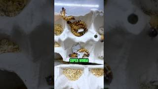 Meal Worm aur Super Worm Apke Fish ke liye Unlimited Food Source shortsvideo fishfood livefood [upl. by Anik]