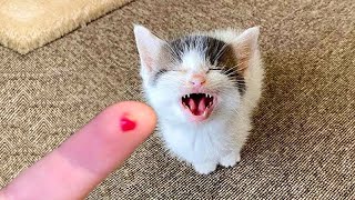 1 Hour of Funniest Cat Videos That Will Make You Laugh  Try Not To Laugh Funny Animal Videos 2023 [upl. by Harper]