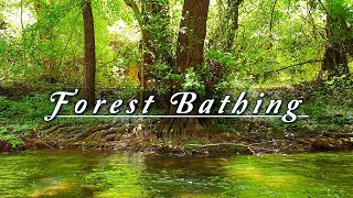 FOREST BATHING 🌳Peaceful River Flowing Sound amp Birds Singing on a Spring Morning 🌿 Healing Nature [upl. by Nho]